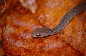 10 Unusual Behaviors Observed During Snake Mating Rituals