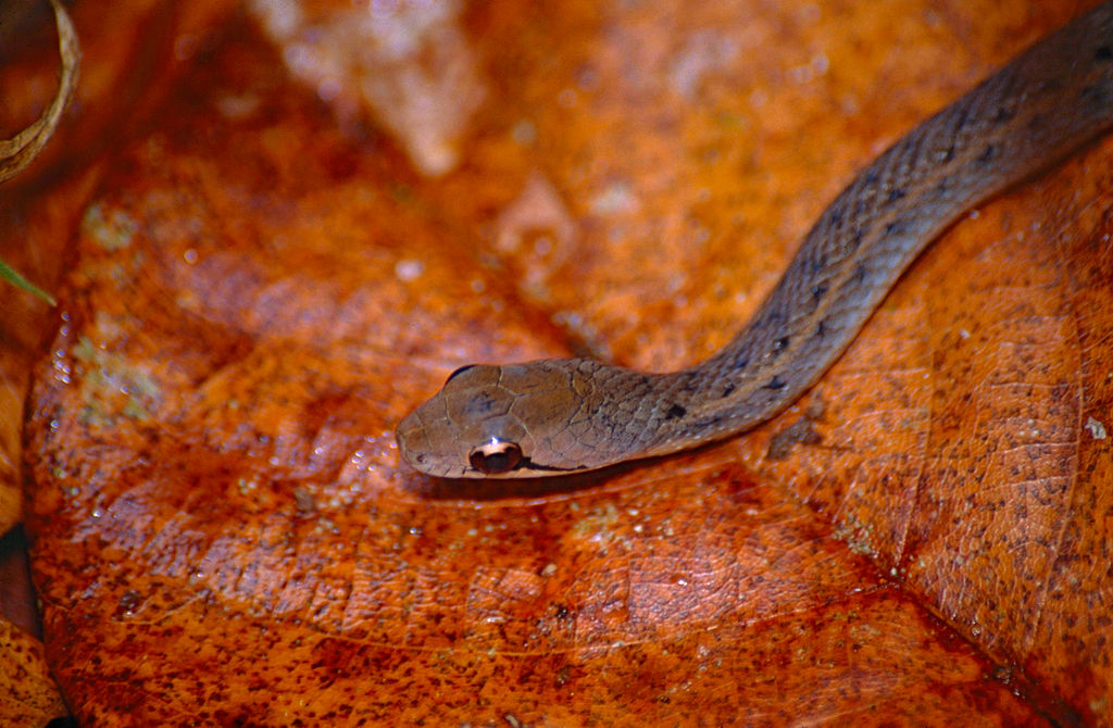 Forest_Water_Snake_(Thamnosophis_infrasignatus)_(10313771844)