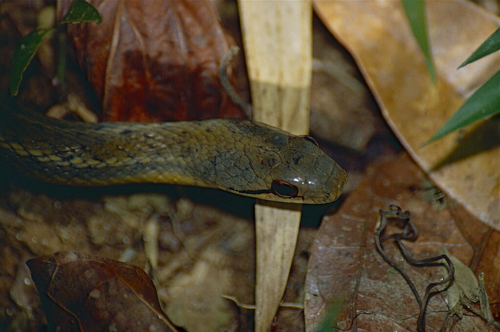 Forest_Water_Snake_(Thamnosophis_infrasignatus)_(9663820529)