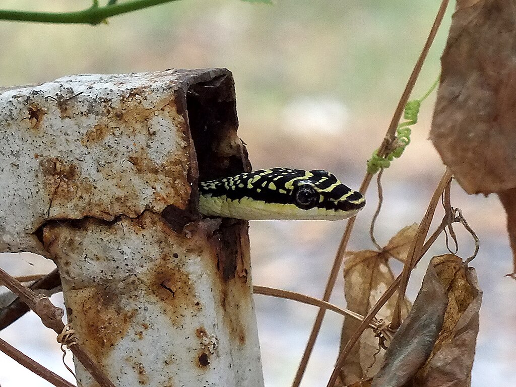 GOLDEN_TREE_SNAKE_Chrysopelea_ornata_(6683961455)
