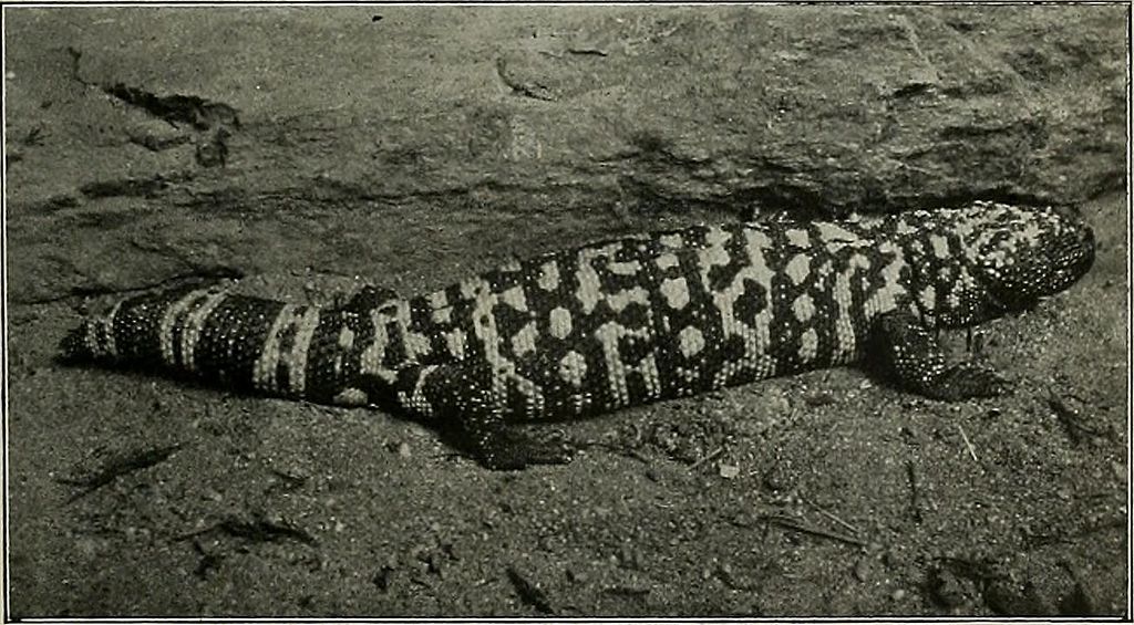 Gila_monster-_Image_from_page_90_of__Western_field__(1902)