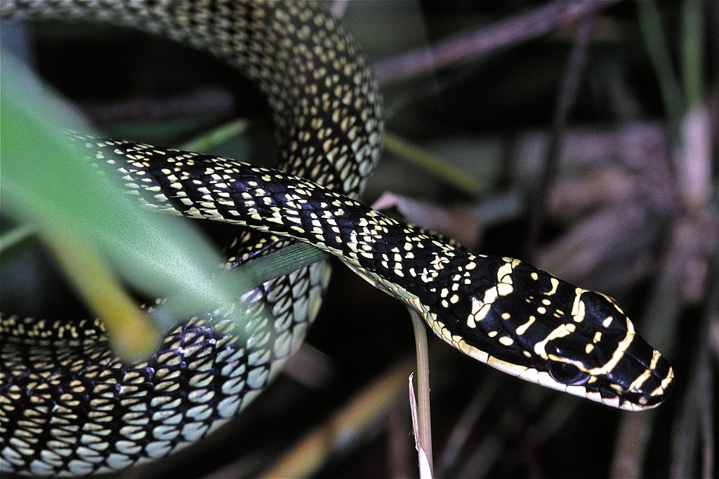 Golden_Tree_Snake_(Chrysopelea_ornata_ornatissima)