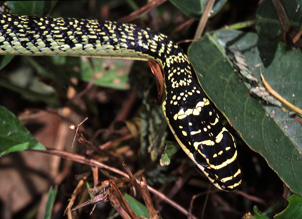 Golden_Tree_Snake_(Chrysopelea_ornata_ornatissima)