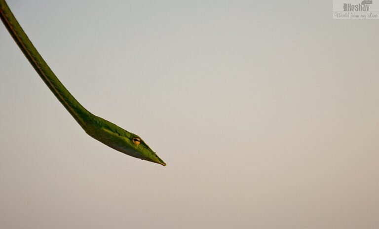 6 Fascinating Adaptations Found Only in Tree-Dwelling Snakes