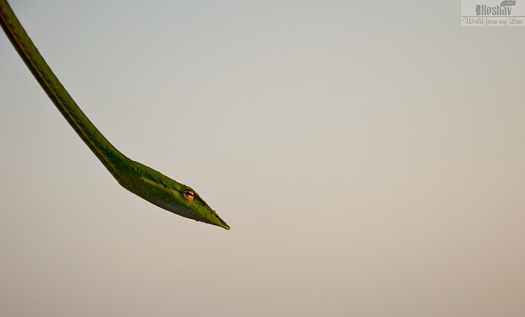 Green_Vine_Snake