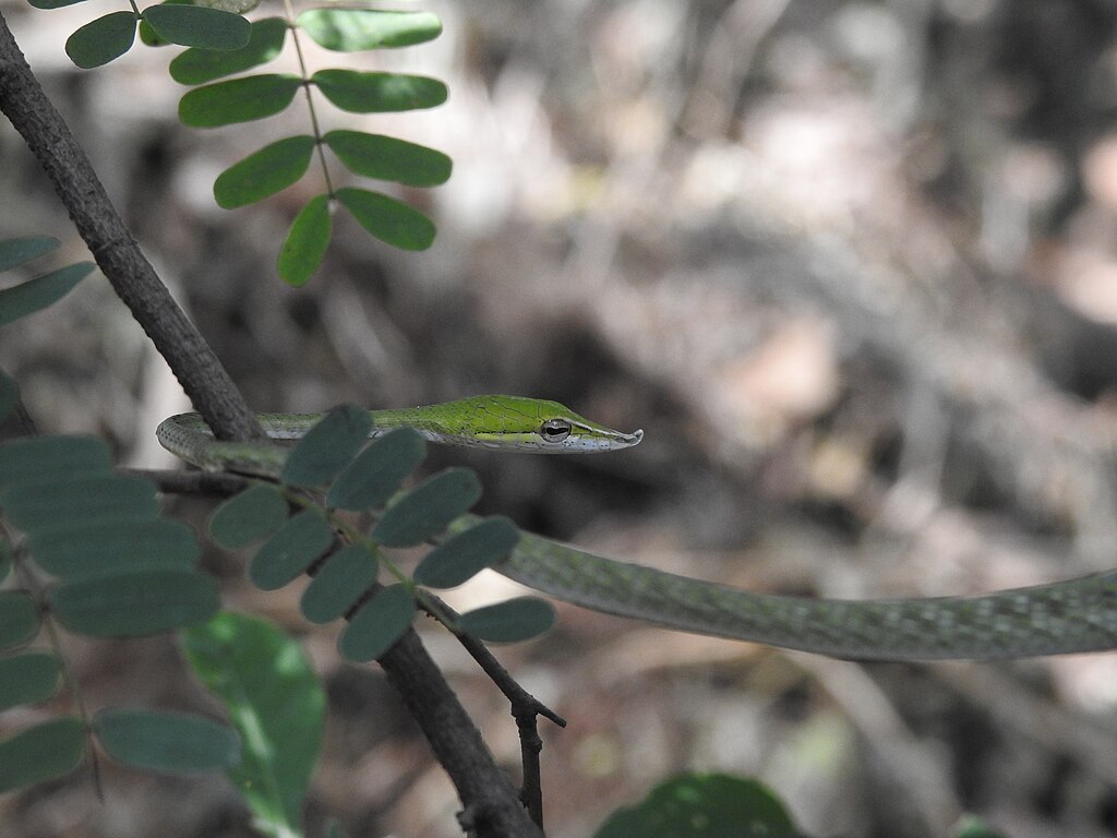 Green_Vine_Snake_Ahaetulla_