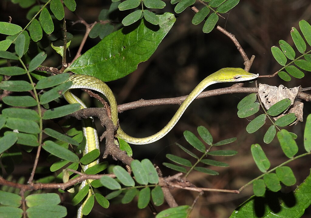 Green_Vine_Snake_