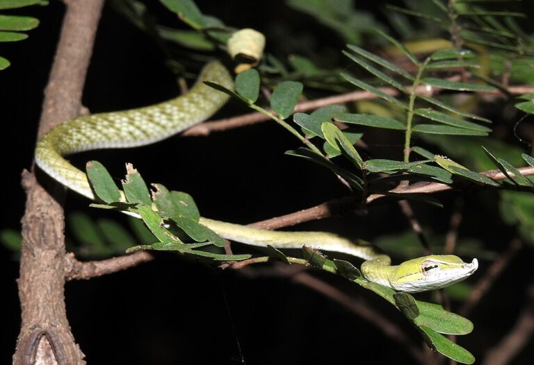 6 Fascinating Adaptations Found Only in Tree-Dwelling Snakes
