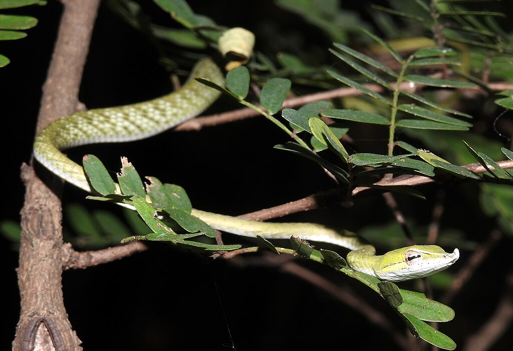 Green_Vine_Snake_