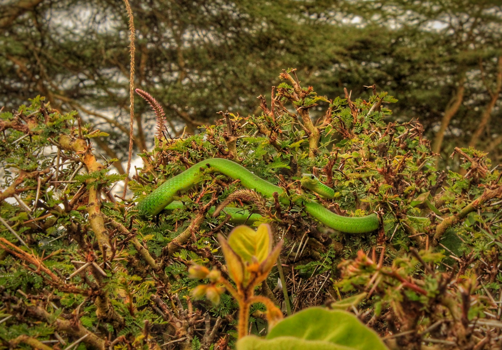 Green_snake