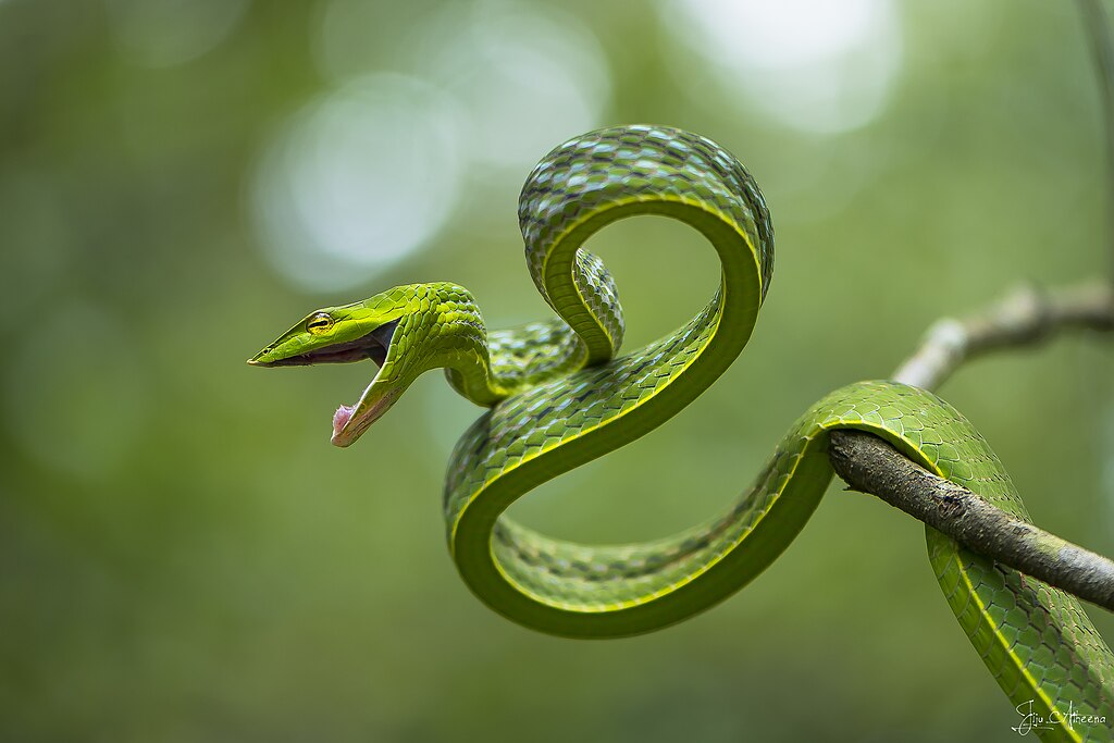 Green_vine_snake_DSC_6070
