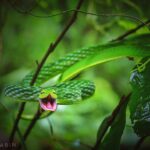 Green_vine_snake_by_Nihal_jabin