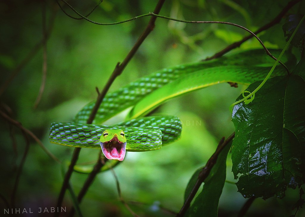 Green_vine_snake_by_Nihal_jabin