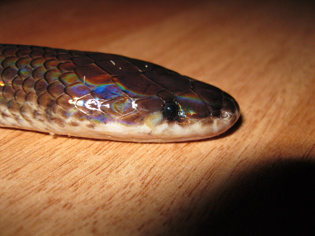 Head_of_Xenopeltis_Unicolor