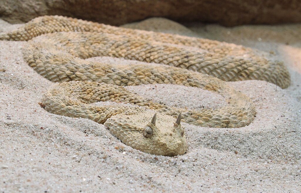 Hornviper_Cerastes_cerastes