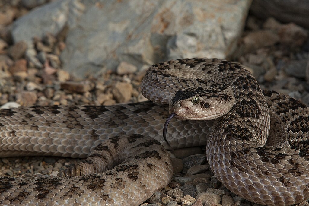 Huamantlan_Rattlesnake_without_red_coloration