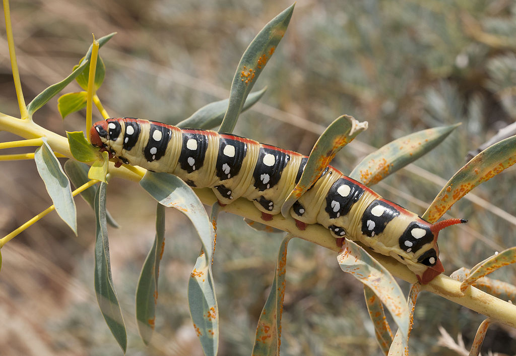 Hyles_euphorbiae_-_Spurge_Hawk-Moth_04