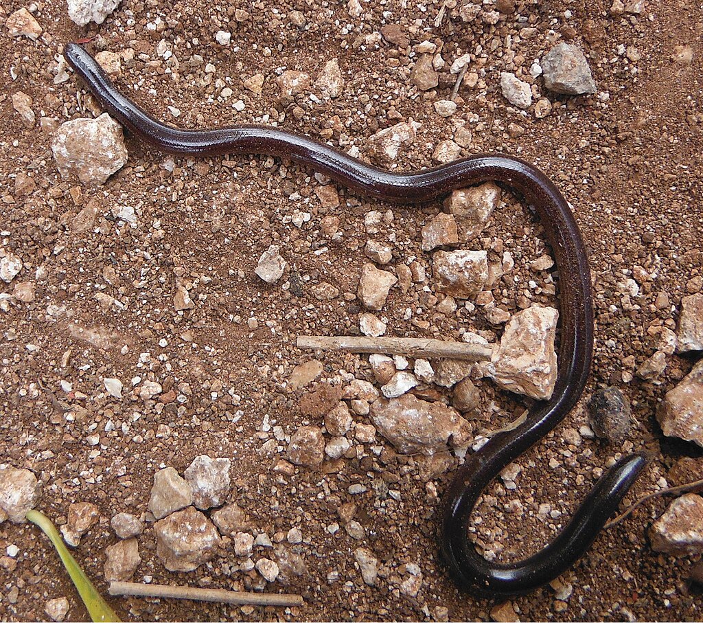 Indotyphlops_braminus_
