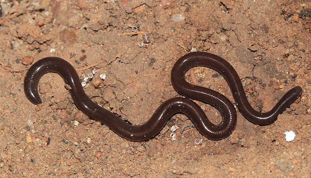 Indotyphlopsbraminus