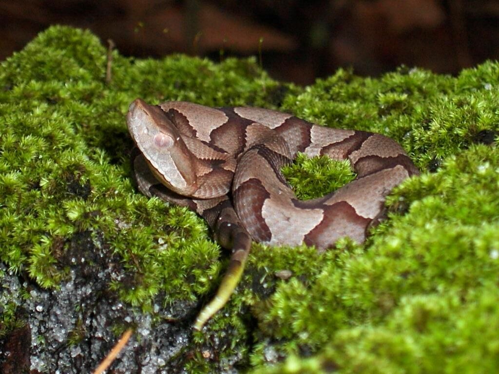 Juvenile_copperhead_snake