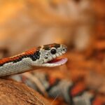 Lampropeltis_Mexicana_Greeri_(16)