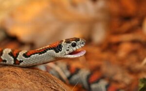 10 Rare Snake Color Mutations and What They Mean