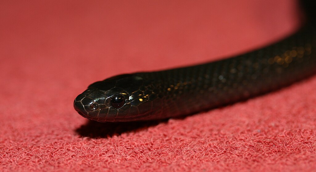 Lampropeltis_Mexicana_Thayeri_(1)