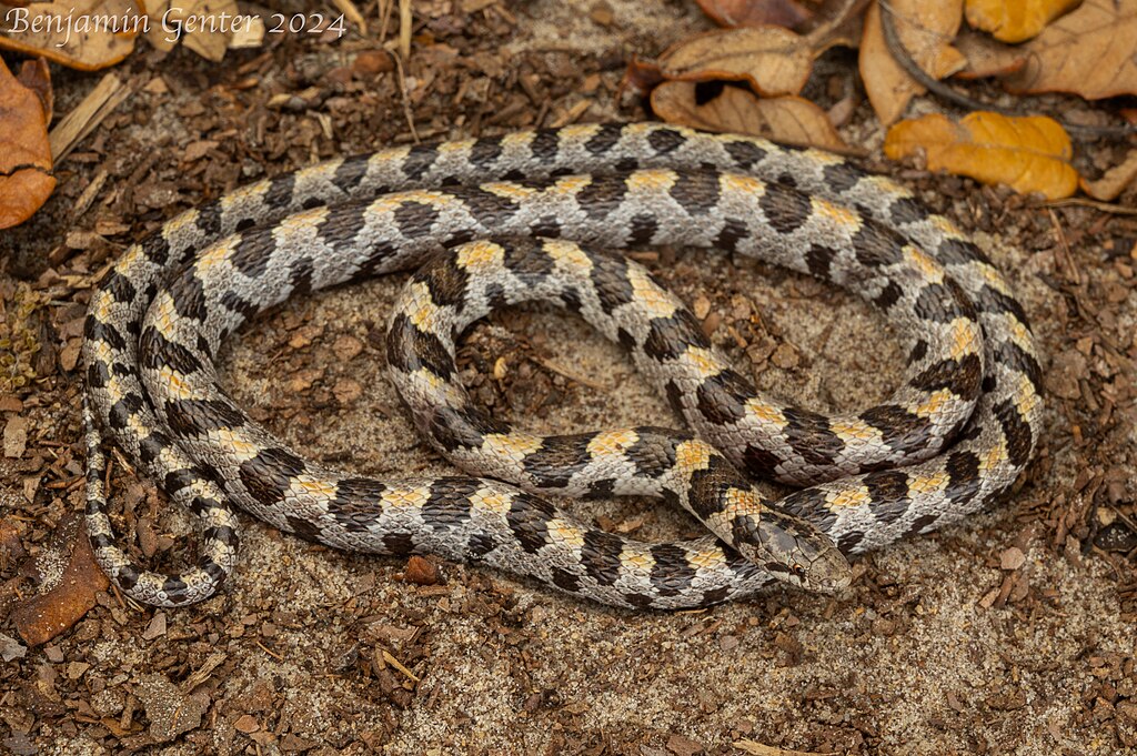 Lampropeltis_extenuata2024