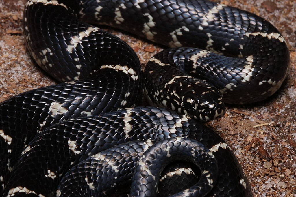 Lampropeltis_getula_Stanton_1