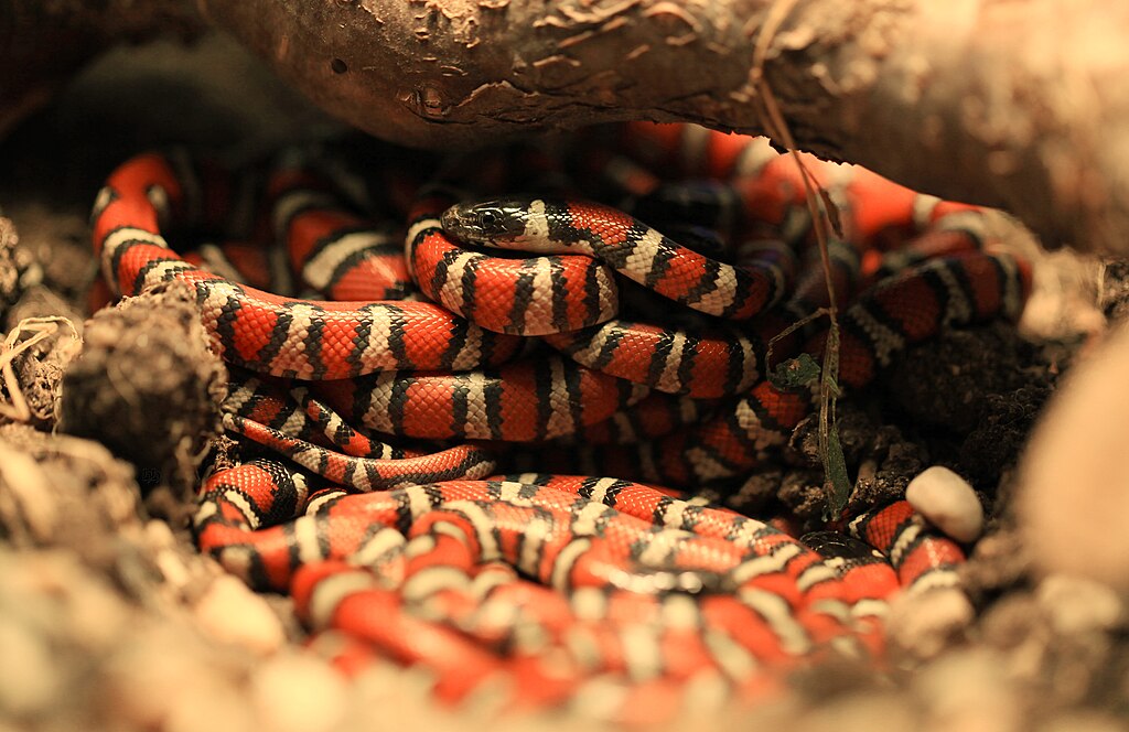 Lampropeltis_ruthveni_-_Bunch