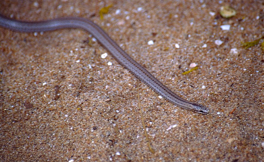 Lamprophiid_Snake_(Liophidium_apperti)_(9610158012)