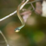 Large_eyed_bronzeback_snake