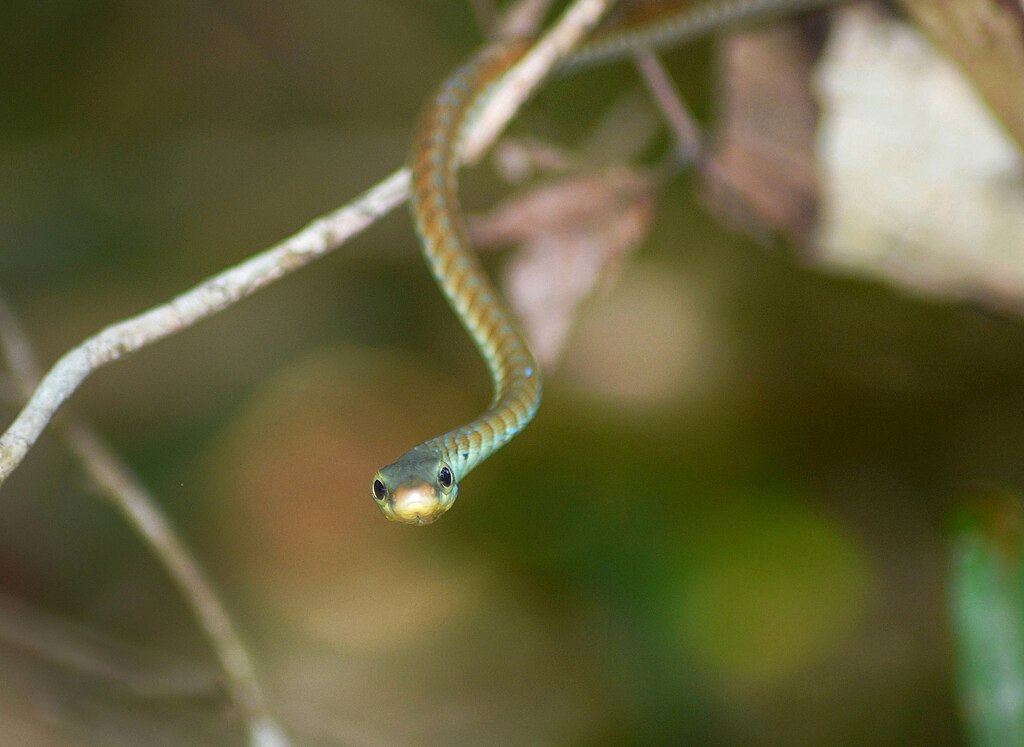 Large_eyed_bronzeback_snake