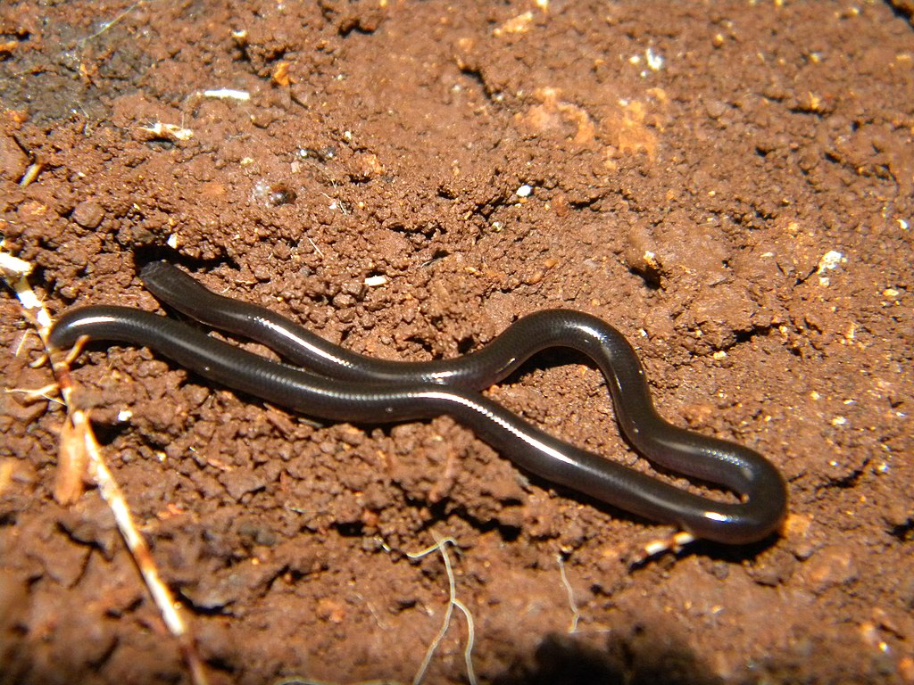 Leptotyphlops_goudotii