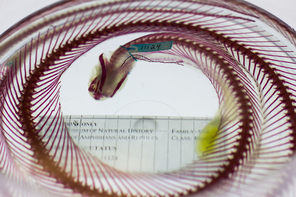 Lightbox_Snake