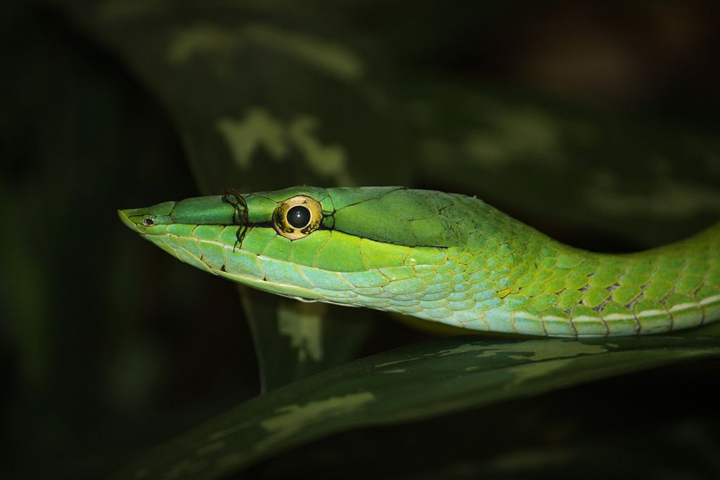 Long-nosed_Vine_Snake_