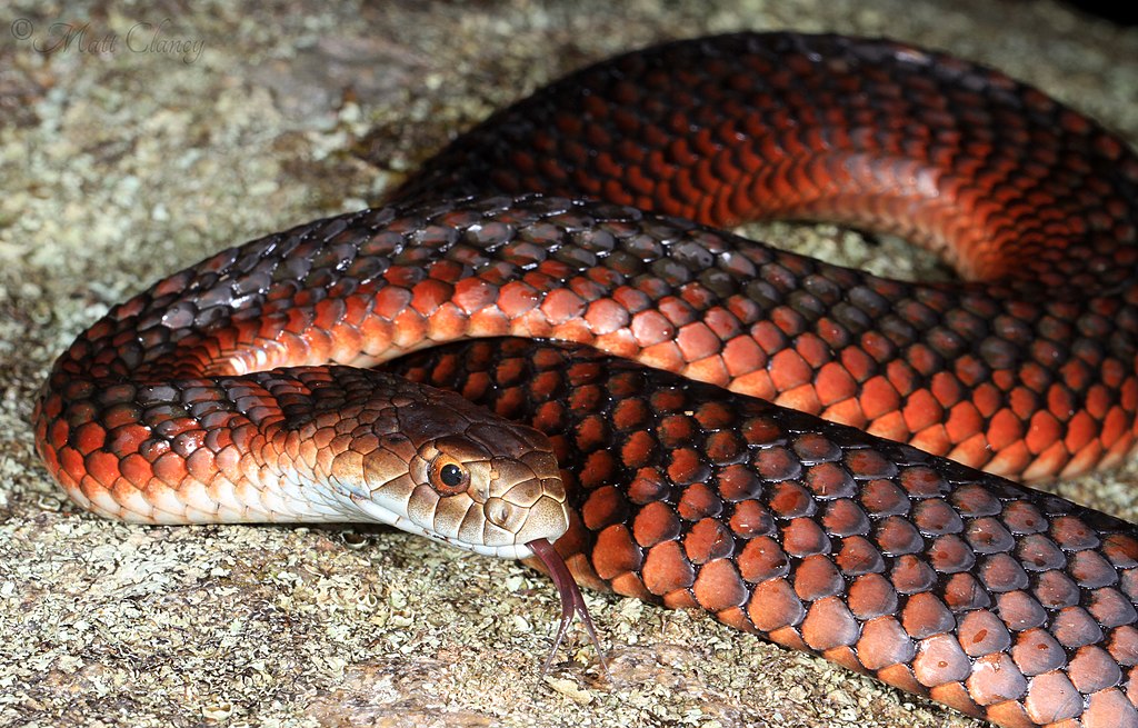 Lowland_Copperhead_(Austrelaps_superbus)_(9284112768)