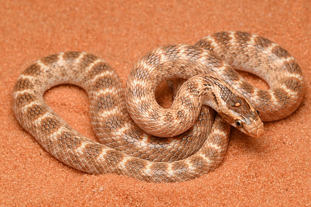 Lytorhynchus_diadema_