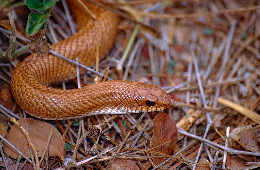 Madagascan_Golden_Hognose_Snake_(Leioheterodon_modestus)_(10293845296)