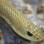 Madagascan_Golden_Hognose_Snake_(Leioheterodon_modestus)_(9573227536)