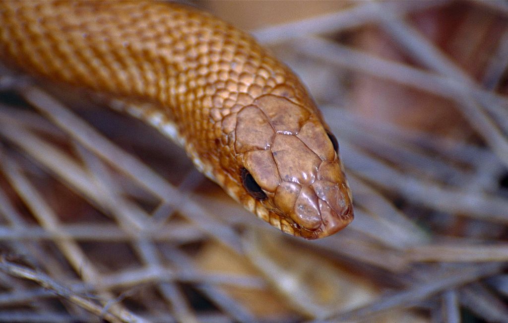 Madagascan_Golden_Hognose_Snake_(Leioheterodon_modestus)_(9613622731)