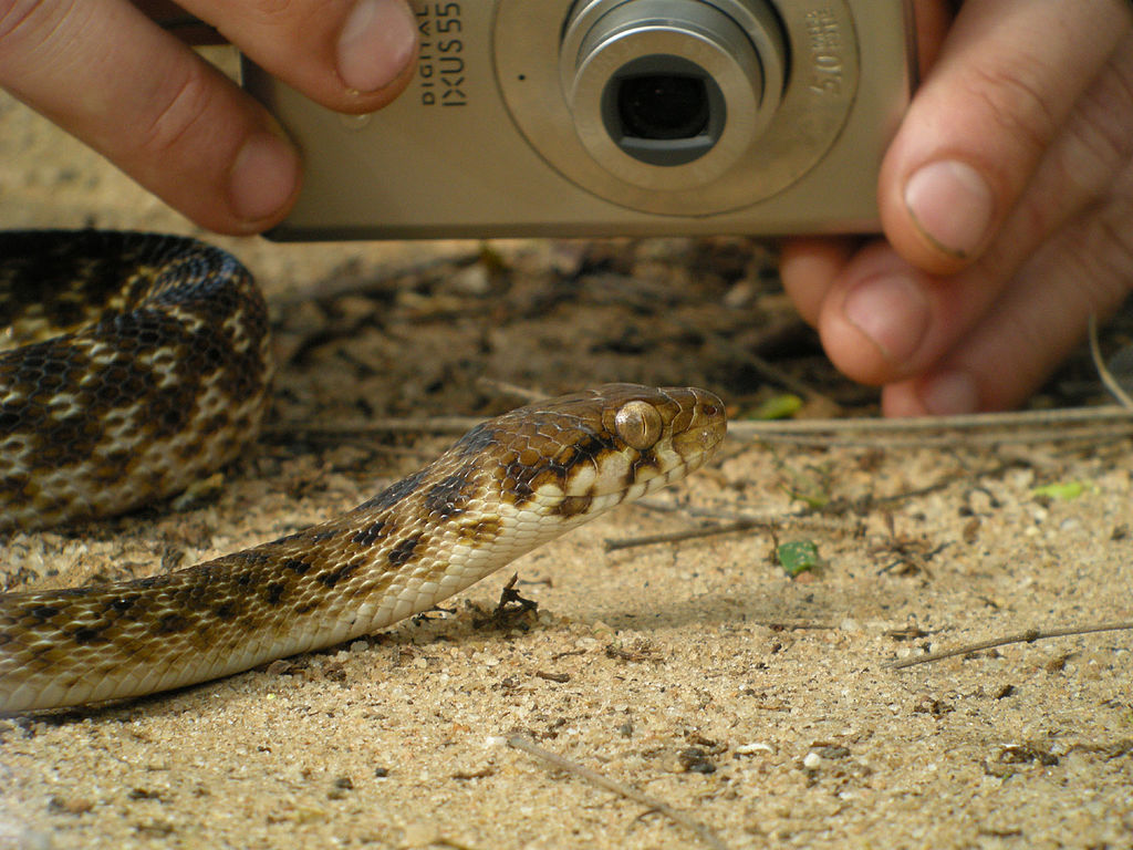 Madagascar_Cat-eyed_Snake,_Kirindy,_Madagascar_(4309661694)