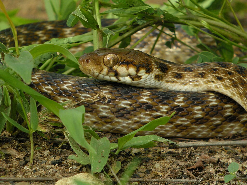 Madagascar_Cat-eyed_Snake_(Madagascarophis_colubrinus),_Kirindy,_Madagascar_(4315245415)