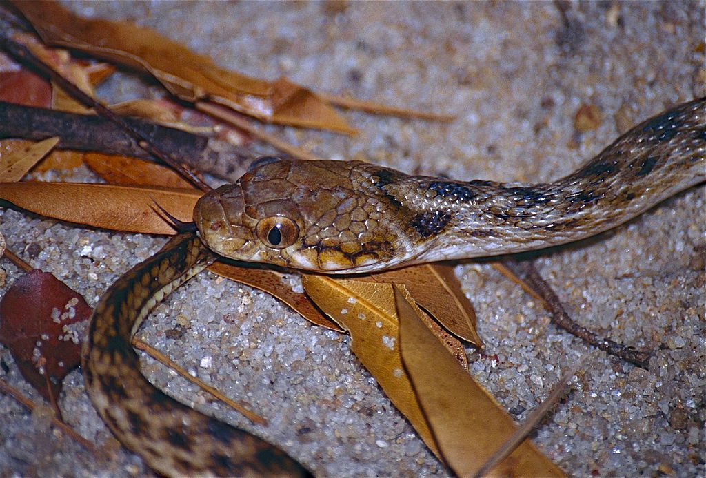 Madagascar_Night_Snake_(Madagascarophis_colubrinus)_(9579676867)