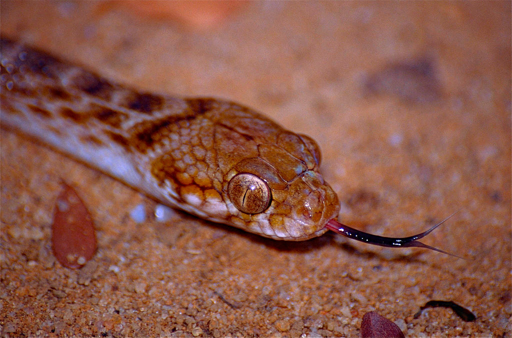Madagascar_Night_Snake_(Madagascarophis_colubrinus)_close-up_(10291655845)