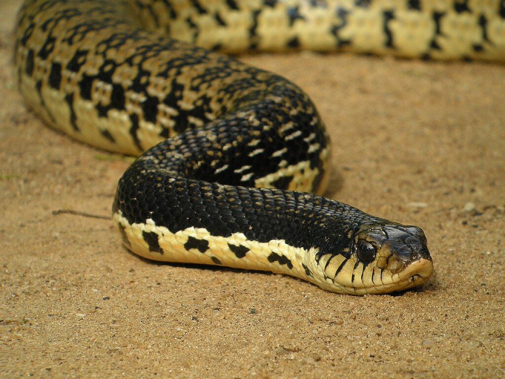 Malagasy_Giant_Hognose_Snake