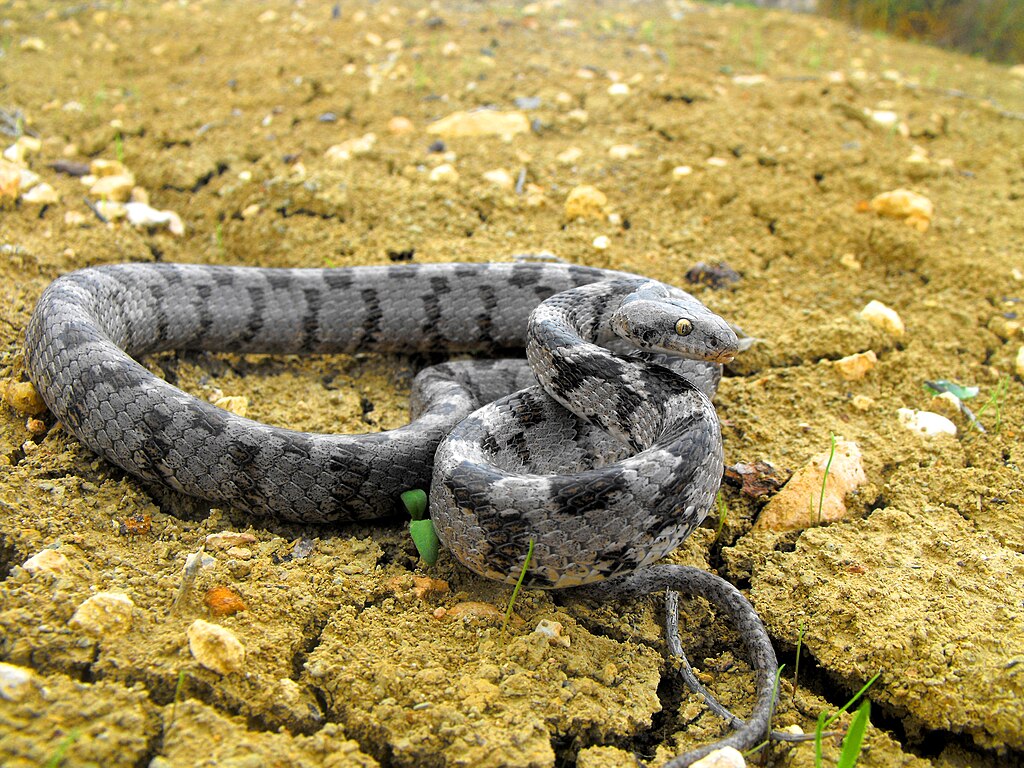 Mediterranean_Cat_Snake