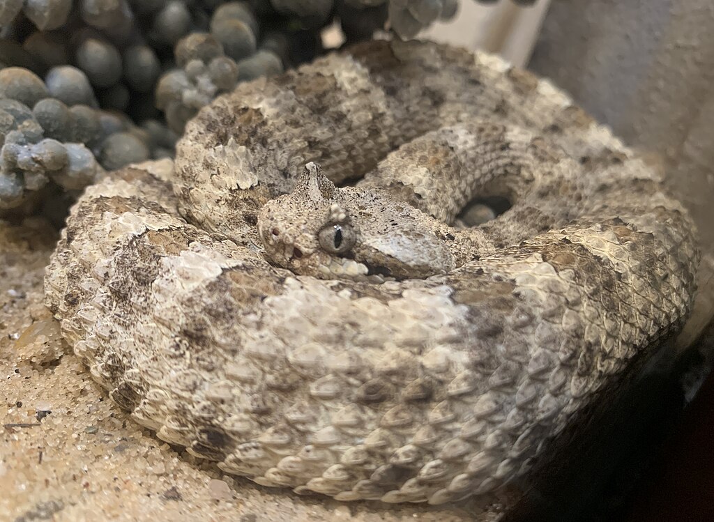 Mojave_desert_sidewinder_(Crotalus_cerastes_cerastes)_(cropped)