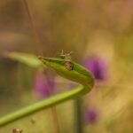 Nikhil_More_vine_snake_bhimashankar_sanctuary