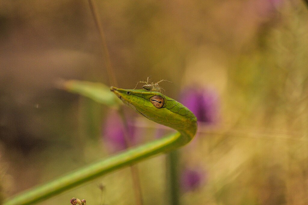 Nikhil_More_vine_snake_bhimashankar_sanctuary